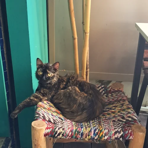 IMG_20251203_190630_790